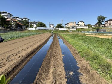 2024年5月10日(金)の作業記録 (除草作業、玉ねぎの剥がれ防止用バンド外し作業、ジャガイモの芽かき作業、キュウリ用のマルチ張り作業等)