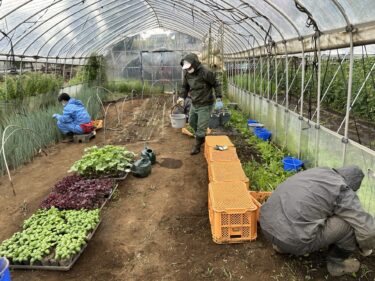 2024年6月18日(火)の作業記録 (大雨の為午前中のみビニールハウス内での作業)