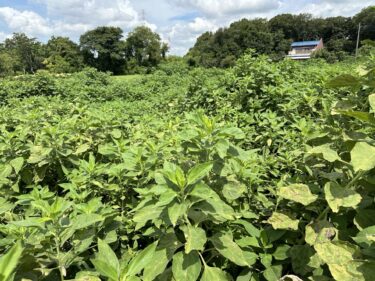 2024年8月7日(水)の作業記録 (小溝畑の除草作業)