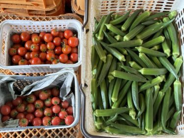 2024年8月8日(木)の作業記録 (ミニトマト畝周りの除草作業、鈴木さん畑の除草作業)