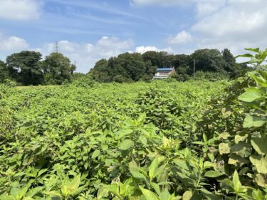 2024年8月21日(水)の作業記録 (小溝畑の除草作業、斉藤さん畑の里芋畝周りの除草、斉藤さんの最下段畑をハンマーナイフモアで除草作業)