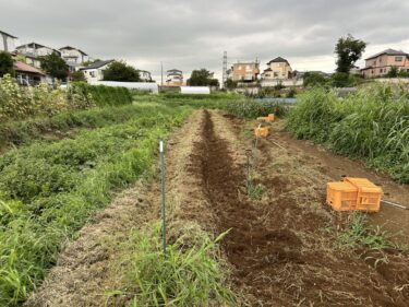 2024年8月22日(木)の作業記録 (収穫作業メイン、男爵芋の収穫と除草作業等)