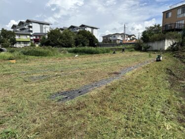 2024年8月28日(水)の作業記録 (除草作業、ミニトマト撤去作業、玉ねぎのマルチ剥がし作業、サツマイモのツル返し作業)