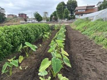 2024年8月29日(木)の作業記録 (里芋の追肥土寄せ作業、田中さん畑の空きスペースをトラクターで耕耘作業)