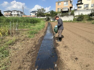 2024年9月9日(月)の作業記録 (除草作業メイン)