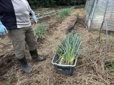 2024年10月7日(月)の作業記録 (春菊とほうれん草の播種作業、肥料撒きとトラクター耕耘作業、サツマイモのツル返し作業、除草作業)