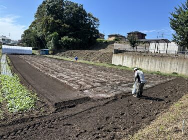 2024年10月11日(金)の作業記録 (肥料撒き作業、トラクター耕耘作業、大根用にマルチ張り作業、除草作業、マルチ剥がし作業、空芯菜撤去作業)