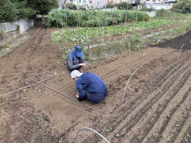 2024年10月16日(水)の作業記録 (ほうれん草・アスパラ菜・越冬サラダアスパラ菜・紅菜苔・青首大根の播種作業)