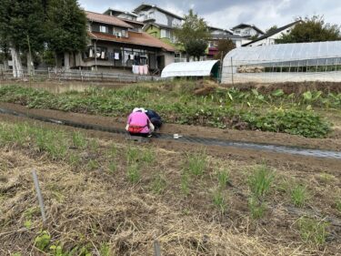 2024年10月17日(木)の作業記録 (人参・青首大根・寒咲花菜・のらぼう菜・黄からし菜の播種作業、ブロッコリー苗を購入、トンネル支柱設置作業)