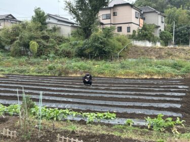 2024年10月18日(金)の作業記録 (ビーツ・ほうれん草・わさび菜・青首大根・おでん大根・赤大根の播種作業、吉岡さん畑の空きスペースをトラクターで耕耘作業)