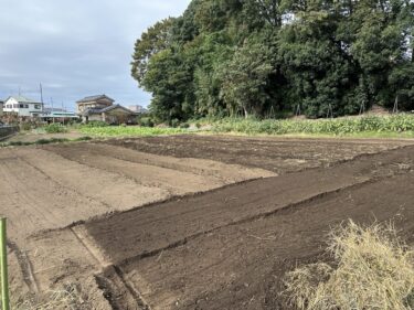 2024年10月22日(火)の作業記録 (空芯菜とモロヘイヤの撤去作業、斉藤さんの最下段畑の空きスペースをトラクターで耕耘作業、除草作業)