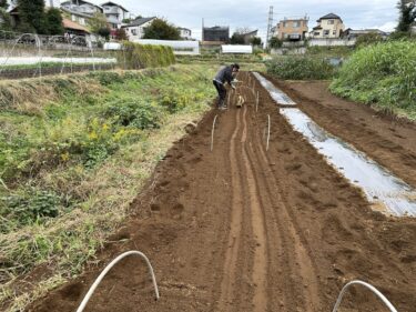 2024年10月28日(月)の作業記録 (レタス類とキャベツ用にマルチ張り作業、かぶ類の播種作業)