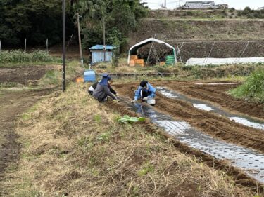 2024年10月29日(火)の作業記録 (ちぢみほうれん草の播種作業、ニンニクとらっきょうの植え付け作業、トラクター耕耘作業)