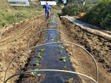 2024年11月7日(木)の作業記録 (キャベツの定植作業、サツマイモの収穫作業)