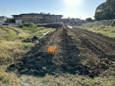 2024年11月8日(金)の作業記録 (長茄子・水茄子の撤去作業、青首大根の追肥作業)