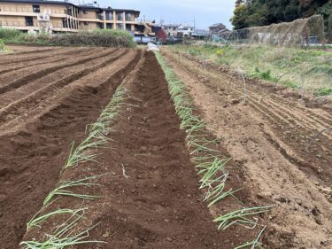 2024年11月14日(木)の作業記録 (坊主知らずネギと岩槻ネギの植え付け作業)