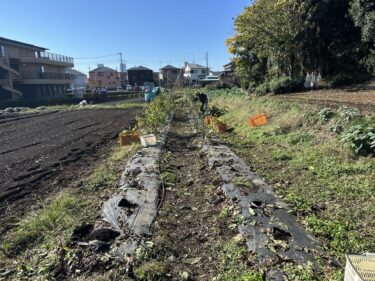 2024年11月22日(金)の作業記録 (午前中のみの作業、千両二号茄子の撤去作業)