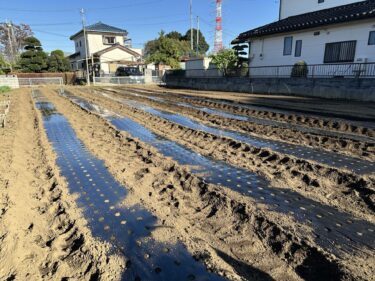 2024年11月25日(月)の作業記録 (鈴木さん畑で早生玉ねぎと赤玉ねぎ用にマルチ張り作業、斉藤さんの最下段畑と鈴木さん畑をトラクターで耕耘作業、除草作業等)