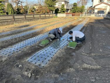 2024年12月3日(火)の作業記録 (早生玉ねぎと赤玉ねぎの定植作業)