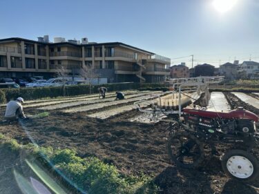 2024年12月4日(水)の作業記録 (玉ねぎの定植作業)