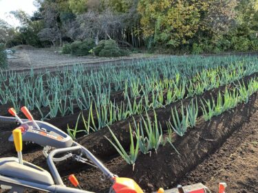 2024年12月9日(月)の作業記録 (赤玉ねぎの定植作業、長ネギの追肥土寄せ作業、早生玉ねぎと赤玉ねぎのマルチの剥がれ対策バンド張り作業)