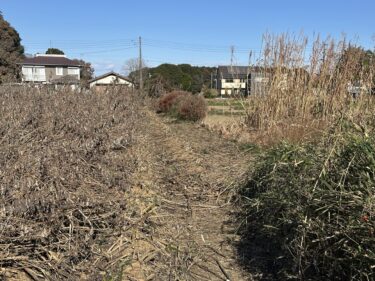 2024年12月12日(木)の作業記録 (小溝畑で菊芋の茎枝切りと片付け作業)