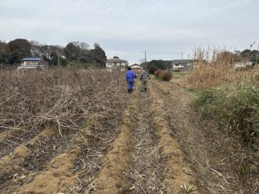 2024年12月13日(金)の作業記録 (小溝畑で菊芋の茎枝のカットと回収作業、青首大根の追肥作業)