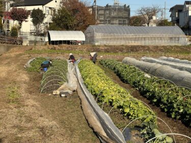 2024年12月16日(月)の作業記録 (霜対策としてほうれん草と春菊とわさび菜に不織布と防虫ネット張り作業、小溝畑で菊芋の茎枝のカットと回収作業、青首大根の追肥作業、菜花類の追肥作業)