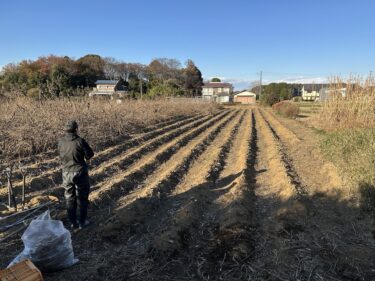 2024年12月17日(火)の作業記録 (斉藤さんの上の畑の空きスペースをトラクターで耕耘作業、ちぢみほうれん草周りの除草作業、小溝畑で菊芋の茎枝のカット回収作業)