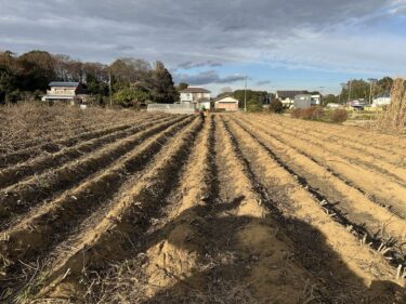 2024年12月18日(水)の作業記録 (小溝畑で菊芋の茎枝のカット回収作業)