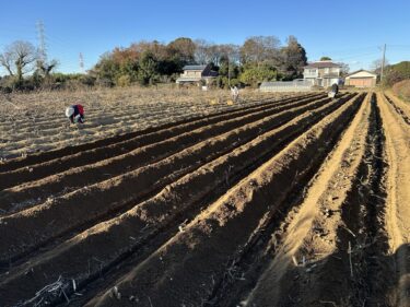 2024年12月23日(月)の作業記録 (踏み込み温床用の落ち葉拾い、菊芋の土寄せ作業)