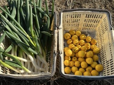 2025年1月15日(水)の作業記録 (菊芋の茎枝の細断回収作業、踏み込み温床用の落ち葉拾い作業、育苗用のポットの土落とし片付け作業、ビーツの間引き作業)