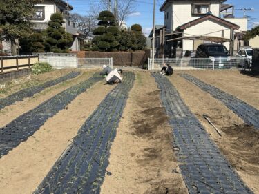 2025年2月10日(月)の作業記録 (玉ねぎの除草作業)