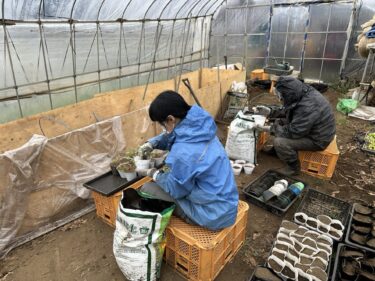 2025年3月3日(月)の作業記録 (悪天候の為に収穫作業は中止、万能茄子の鉢上げ作業)