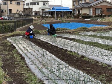 2025年3月6日(木)の作業記録 (らっきょう・ニンニク・赤玉ねぎ・玉ねぎの追肥作業)